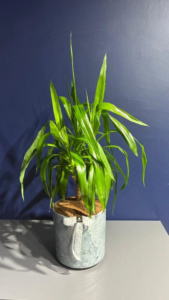 Seramik Saksı İçerisinde Yucca Bitkisi