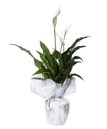 Spatifilyum Saksı Çiçeği ( Barış Çiçeği - Yelken Çiçeği )