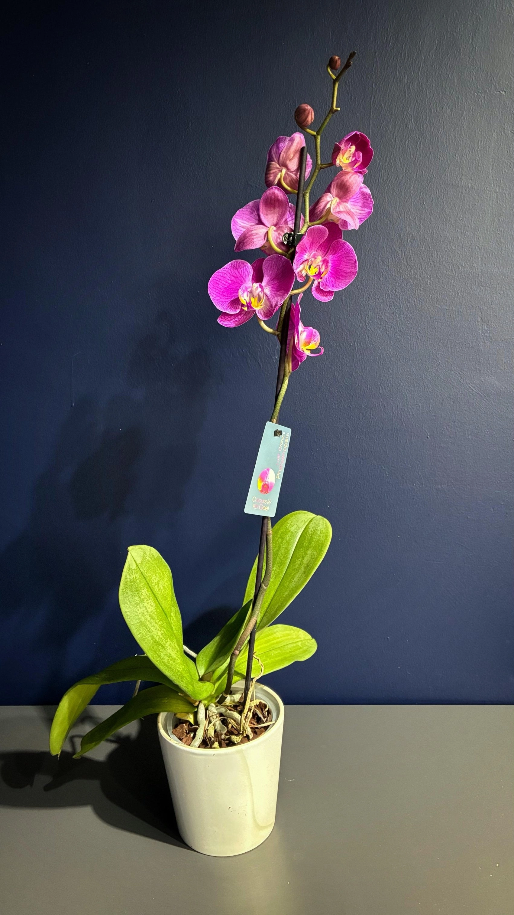 Tek Dal Pembe Orkide