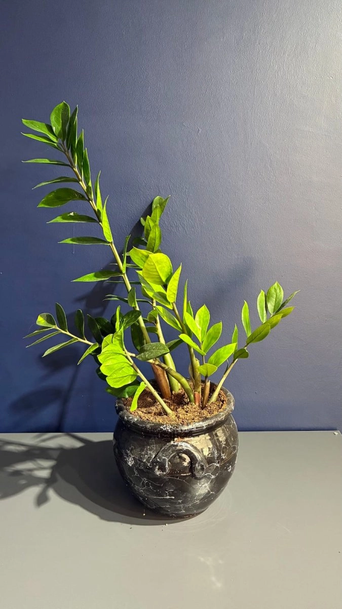 Zamia Saksı Çiçeği